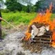 FGR destruye más de 82 kilos de droga y más de 33 mil objetos del delito en Tabasco